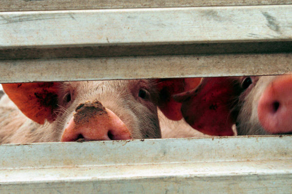 Japanese encephalitis has been spreading in pig farms.  
