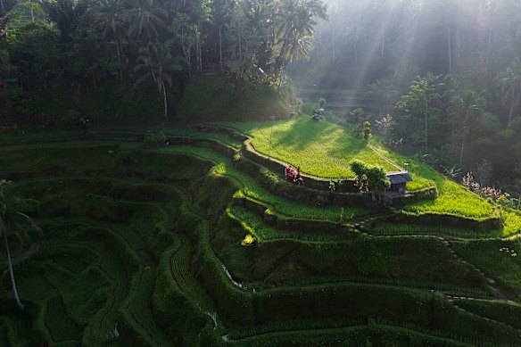 In Ubud a view of a verdant rice paddy is never too far away.
