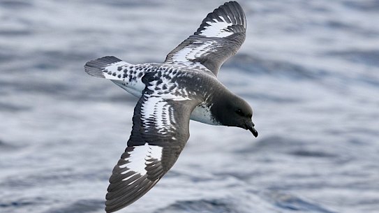 Seabirds off the east coast July, 2026. SINGLE USE ONLY