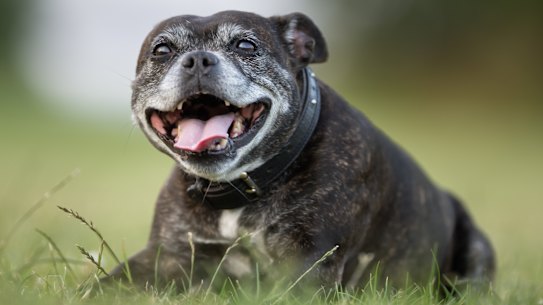 According to experts, we can gain insights that may be relevant to human health by studying dogs.