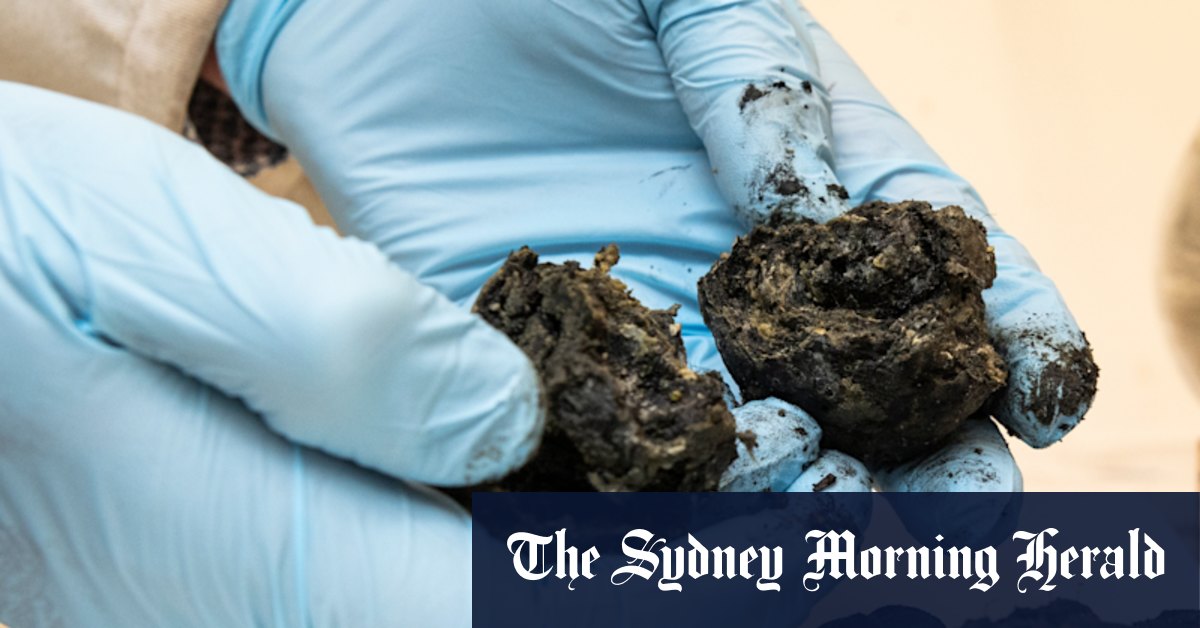 Beach grime ball probe points to fatbergs that re-form after treatment