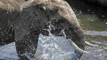 An elephant refreshes itself in a pool in its enclosure in the Opel zoo in Kronberg near Frankfurt, Germany.