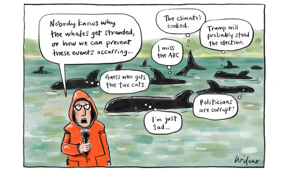 Illustration: Cathy Wilcox