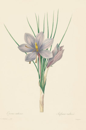 The anthers of the saffron crocus, illustrated by Pierre-Joseph Redoute, are used to represent ‘saffron yellow’ in <i>Nature’s Palette</i>.