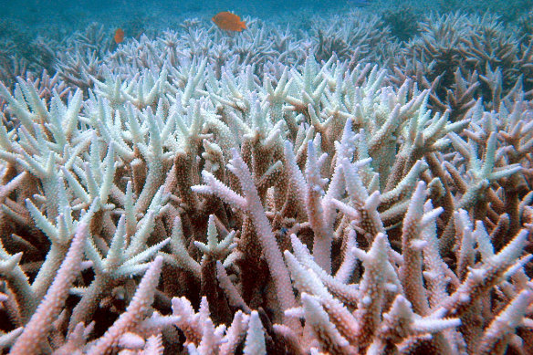 Fish swim among bleached coral in the Great Barrier Reef during the back-to-back summers of bleaching in 2016 and 2017.