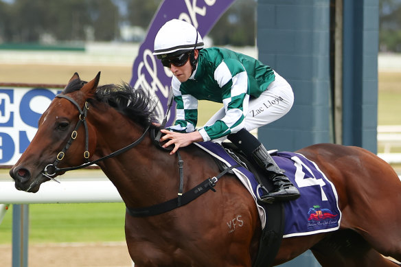 Free-running Media World takes out the Clarendon Stakes at Hawkesbury in May.
