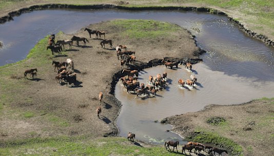 Feral horse populations have increased in Kosciuszko National Park, despite the government’s to reduce them.