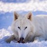 A ‘de-extincted’ dire wolf.