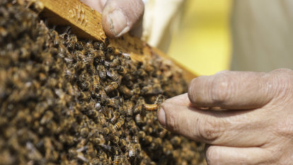 Bee alert: Varroa mite could sting businesses like ours