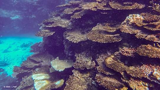Sections of the Great Barrier Reef suffered their largest annual decline in coral cover due to bleaching during 2024. 