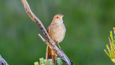 There are just 2000 eastern bristlebirds left in the wild. 