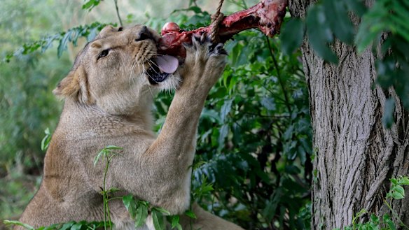 An Asiatic lioness at the London Zoo.