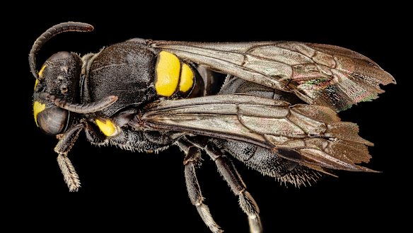 The Australian masked bee is about one centimetre long and has a small yellow badge on its back.