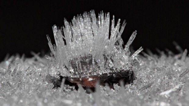 A frozen water droplet covered with hollow rod frost crystals, at Evatt in the early hours of Friday morning.