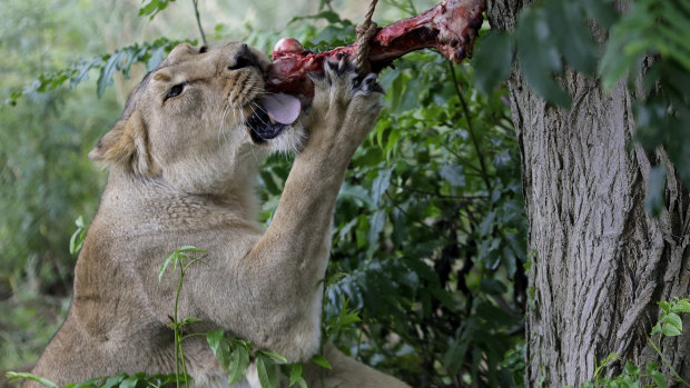 An Asiatic lioness at the London Zoo.