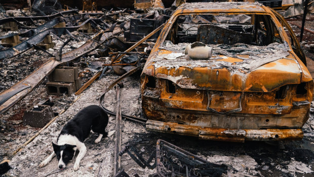 Piper, a border collie, is trained to lie down after discovering human cremains - in this case, they were in an urn on the boot of a burned-out vehicle in Paradise, California.