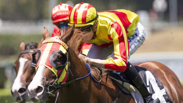 Jack high: Quackerjack is looking to step up in the Hawkesbury Guineas on Saturday.