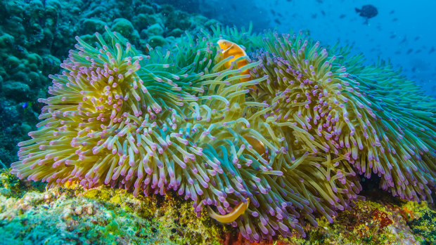 Reef Live will be broadcast from multiple sites on the Great Barrier Reef. 