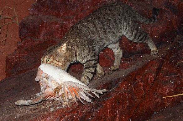 Feral cats are blamed for killing as many as 1 billion native animals each year.