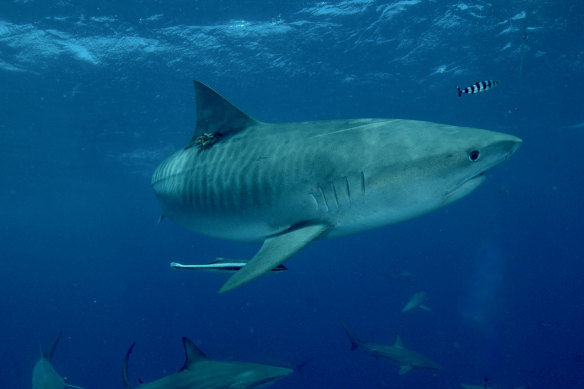 A tiger shark with a tracking tag. Scientists have learnt the tropical and temperate water-dwellers are moving further south under climate change.