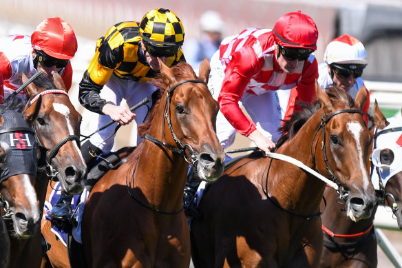 Holymanz (centre, yellow and black cap) ran second in the group 3 CS Hayes Stakes in February and looms as one of the chances in the fourth at Kensington on Wednesday.