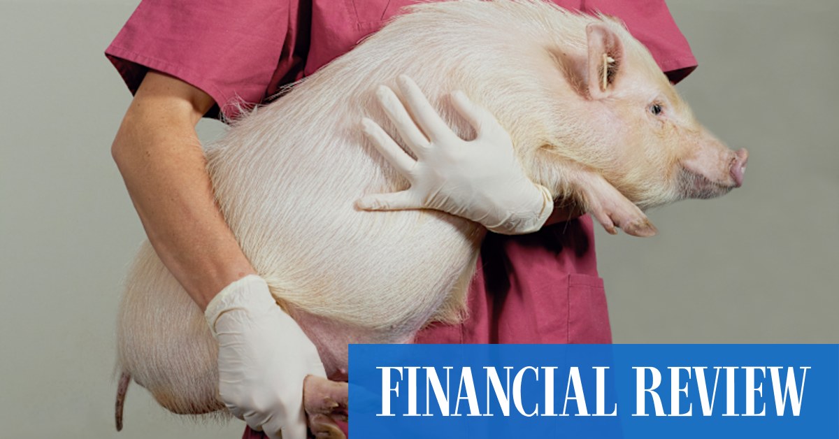 Why your next heart could be a gift from a pig - Vimarsana News
