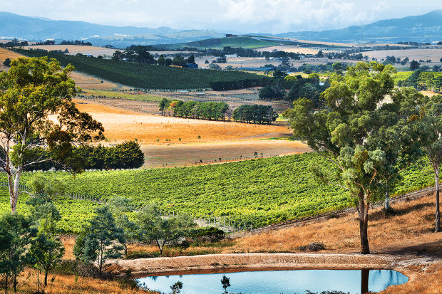 Handpicked, on Victoria's Mornington Peninsula, has emerged as a pinot noir and chardonnay specialist.