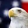 Uncle Sam, a 25-year-old bald eagle, sits on his perch in front of a US flag in 2013.