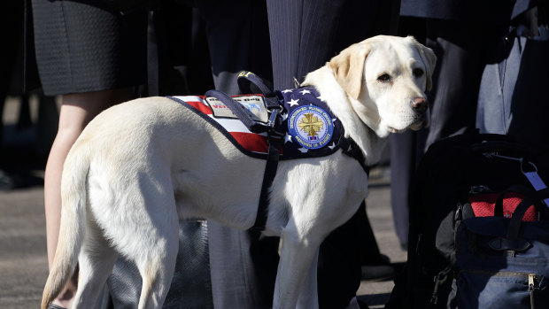 Bush's service dog stands next to Bush family members  after his death.