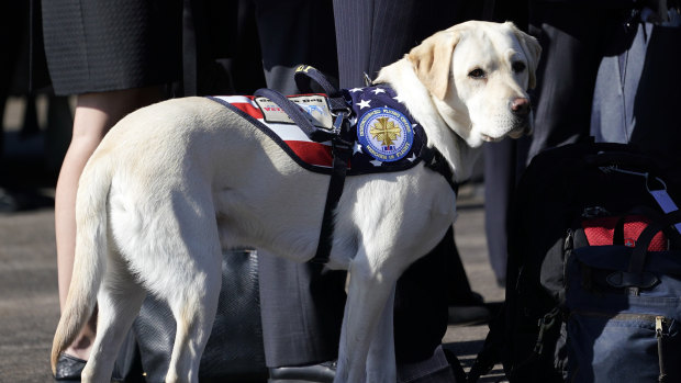 Bush's service dog stands next to Bush family members during a departure ceremony at Ellington Field on Monday.