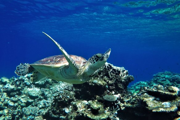 Snorkelling the clear waters off New Caledonia.