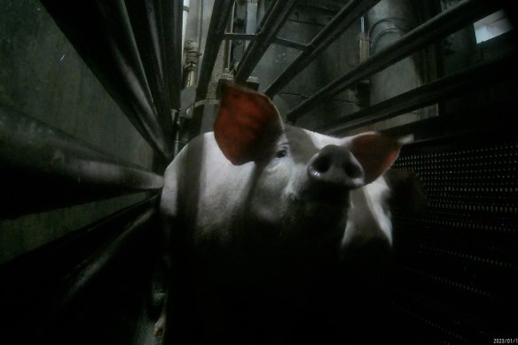 A screenshot from hidden camera footage taken by activists at the Benalla abattoir.