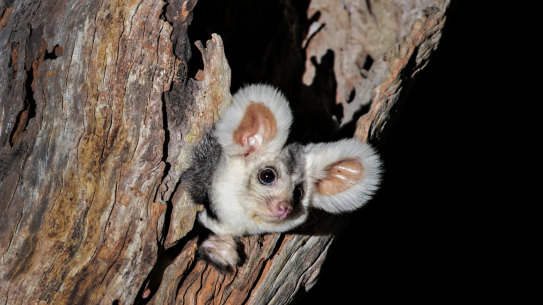 The greater glider, once common across the eastern seaboard, is now endangered.