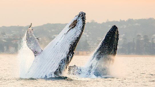 Two humpback whales breaching off near Manly earlier this week.