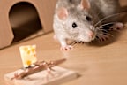 Just because cheese is associated with rodents doesn't mean it's going to lure them to a trap.