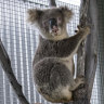 Monty the koala is blind in one eye but new facility offers hope of return to the wild