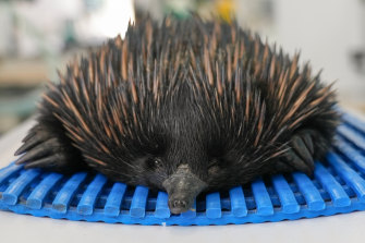 An echidna undergoes medical treatment after being injured in the floods.