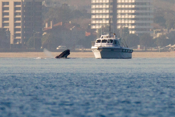 Whales near a boat in Port Phillip Bay in 2017.