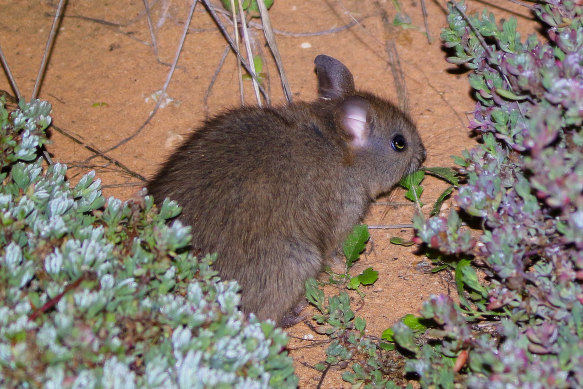 Sixty-two greater stick-nest rats have been flown from South Australia to Dirk Hartog Island in nine hours.