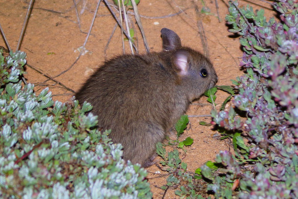 Sharing Your Home With Tiny Tenants: Native Rats In South Australian Urban Areas