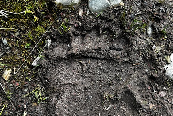 A fresh bear paw print … Glacier hosts the highest grizzly density outside Alaska, requiring strict bear safety protocols.
