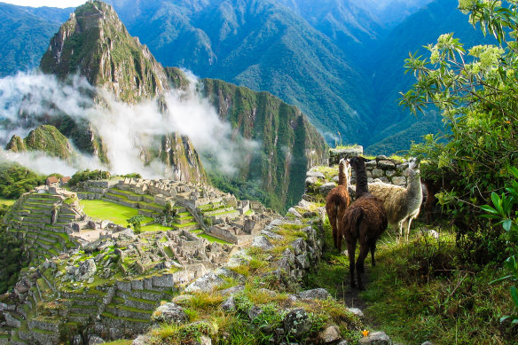 Llamas watch the morning mist rise over the ancient Inca fortress and sloping stone terraces of Machu Picchu 