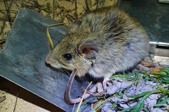 A Shark Bay Mouse released on Dirk Hartog Island.