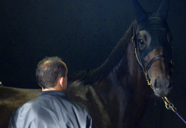 Perfect pair: Chris Waller runs his eye over Winx.