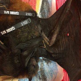 The flying foxes' bodies were also riddled with pellets, those who were still alive had to be euthanised.