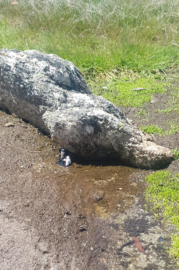 A 'crocodile' spotted in the Bridabellas.