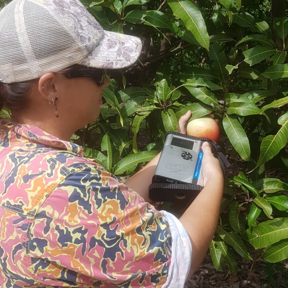 Shannon Leeson of Acacia Hills Farms tests mangoes using the monitoring technology.