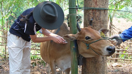 Animal health workers immunise cattle in Laos. 