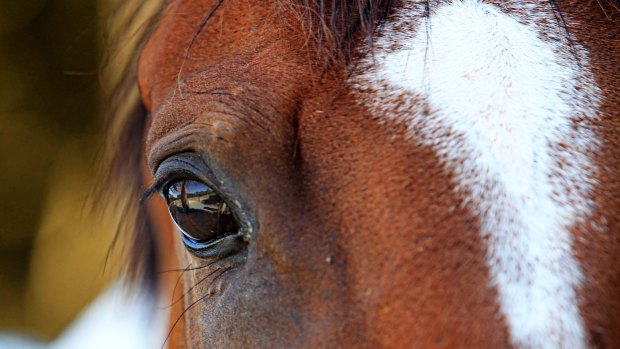 Hendra virus found in Queensland horse