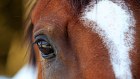 Widden Stud announced plans to expand into Victoria last month. 